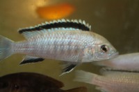 /album/fotogaljerjeja/labidokhromis-vajt-nkata-bej-jpg/